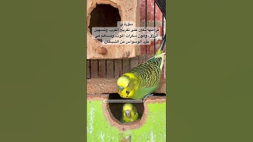#سورة_ق #المصحف #قرآن #عبدالباسط_عبدالصمد #الرزق #الوسواس #طيور #البادجي #quran #birds #budgies #us