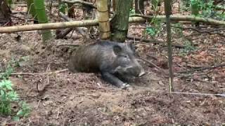 くくり罠猟止め刺しまでノーカット 2019.3.4