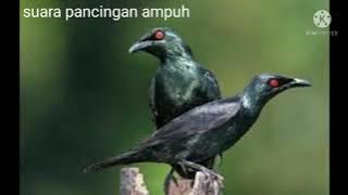 Suara pikat burung cucak keling