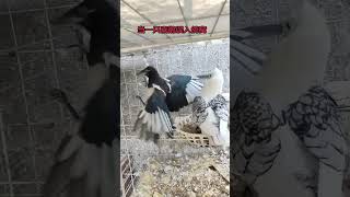 #Pigeon breeding techniques #Documenting my life in breeding #Ecological pigeon cage