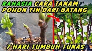 Cara Menanam Pohon Tin Dari Batang Dalam Pot Agar Cepat Berbuah - 7 Hari Tumbuh Tunas