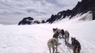 Glacier Dog Sledding in Seward Alaska | Tours on Godwin Glacier Glacier Dog Sledding in Seward Alaska | Tours on Godwin Glacier