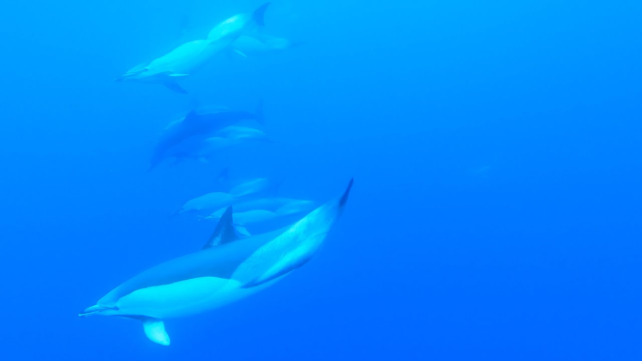 Azores - Swimming with Dolphins