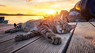 [No Ads] Sweet harp music that cats love  Relaxing music for cats , music that cats like