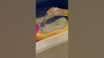 Feeding banana ball python part 2
