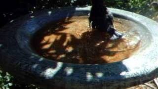 WSBC0045.AVI