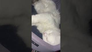 Sona Sona 😘😂 #cat #viral #entertainment #lazycat #catshortsfunnyvideos #ytshorts #sleepsounds