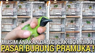 HARI INI ! KONDISI DI PASAR BURUNG PRAMUKA TIDAK BAIKBAIK SAJA