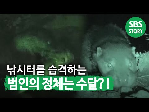 드디어 밝혀지는 낚시터 습격 사건 ‘범인’의 정체! I TV동물농장 (Animal Farm) | SBS Story