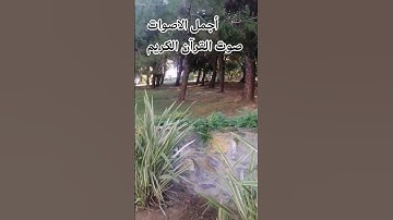#egzonibrahimi #quran♥️ قران كريم بصوت جميل سوره الحشر راحة_نفسية #ا#تصويري #الرحمن ##راحة_نفسية