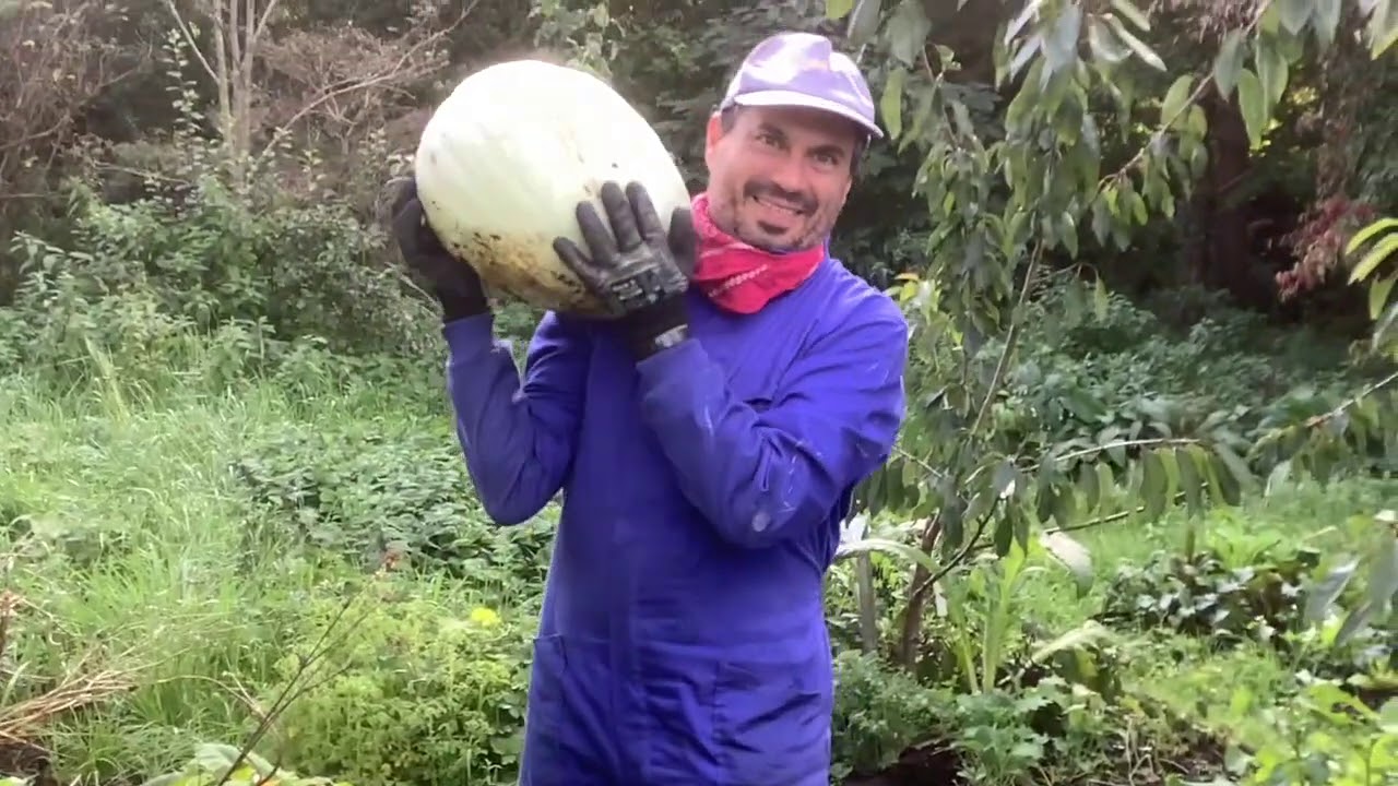 Winter Squash Harvest Helper 2020
