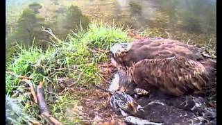 Watch Capercaillie Shelter video