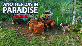 SATURDAY FARM CHECKS IN SAMOA | MEETING ONE OF OUR FANS | GETTING TARO FOR SUNDAY