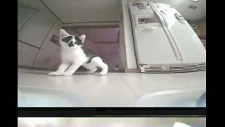 Tiny Whoop VS Cats