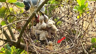 The Life Of This Smallest Bird is miserable; Never gets enough food