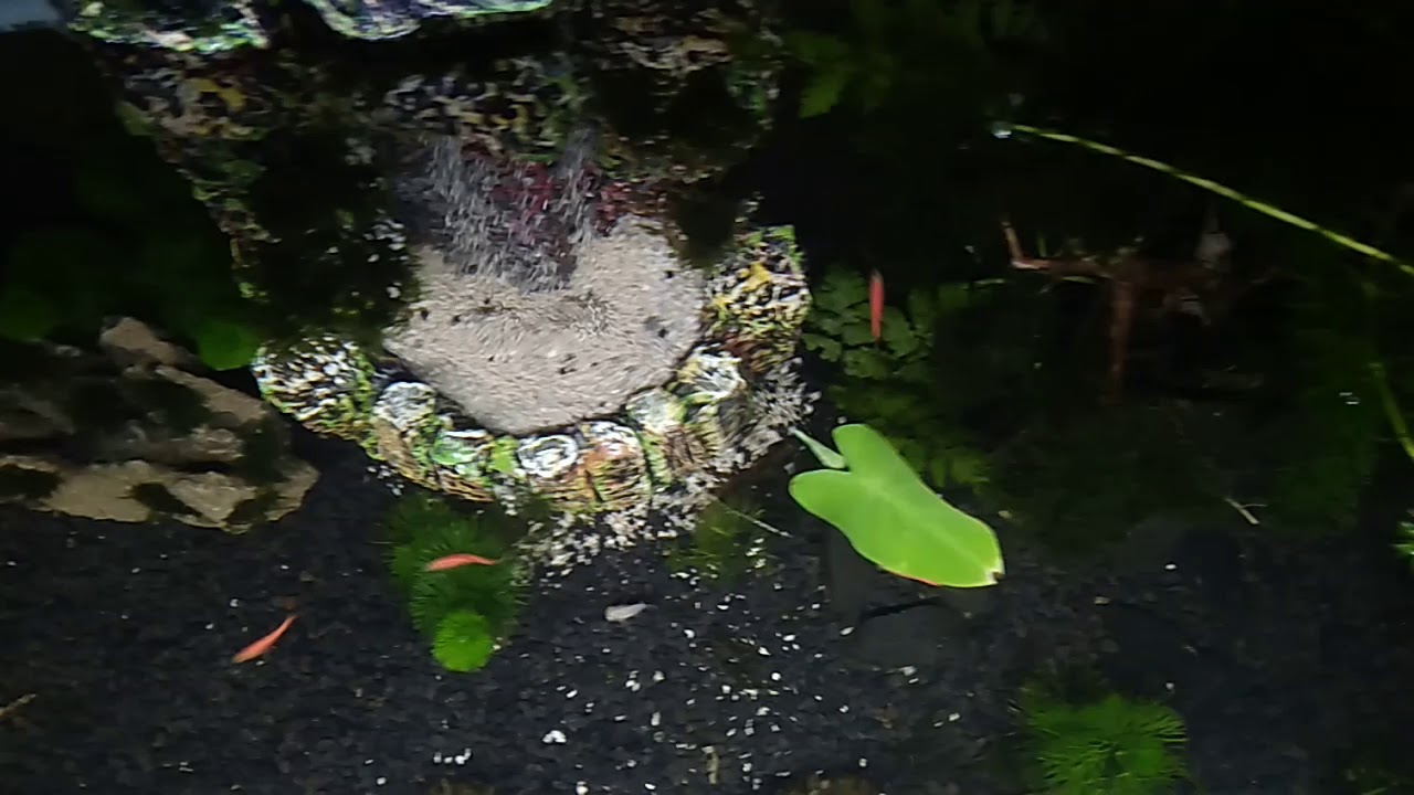 JENIS IKAN HIAS AQUASCAPE YANG BISA DI CAMPUR #GUPPY #MOLLY #NEON TETRA