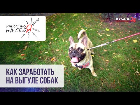 Как заработать на выгуле собак | Работаю на себя