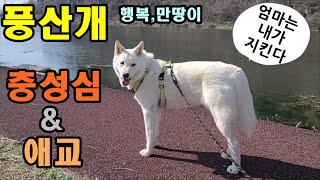 풍산개, 아픈 주인에 대한 충성심과 애교  Poongsan Dog, Loyalty and cuteness to the Sick Owner