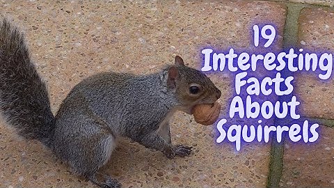 19 Interesting Facts about squirrels you may not know.  Video is packed with cute squirrel clips