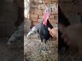 الديك الرومي أو داندو الذي ضرب لؤي صاحب قشابية البنية