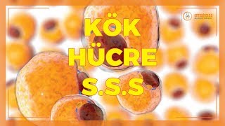 KÖK HÜCRE TEDAVİSİ HAKKINDA SIKÇA SORULAN SORULAR?