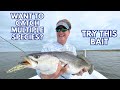 Want to catch multiple species try this bait