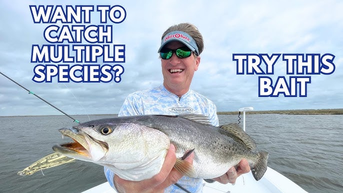 Crankbaits for Saltwater Fishing: Which to use & Best Rod N Reel