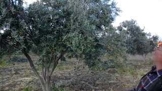 Rekor Gelişim Toprak Düzenleyici Kullanılan Zeytin Bahcesi , Saruhanli Halitpasa Mehmet Derya