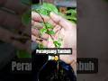 Perangsang tumbuh alami||Natural growth stimulants👅🐊🌱#gardeningtips #organic