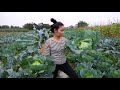 Harvesting Cabbage, Cauliflower goes to Market Sell - Gardening -  Building a Farm | My Free Life