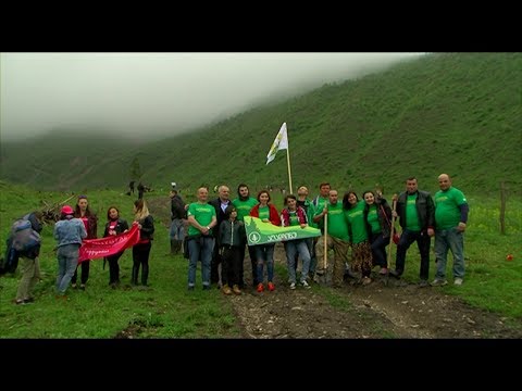 \"ვისოლი“ კამპანიას - \"აღადგინე ბორჯომის ტყე“ შეუერთდა