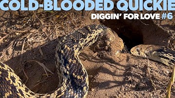 Cold-Blooded Quickie #6 - Diggin