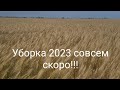 Уборка 2023 совсем скоро, объезд полей. Кориандр,ячмень, горох, пшеница