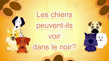 Est-ce que les chiens peuvent voir dans le noir