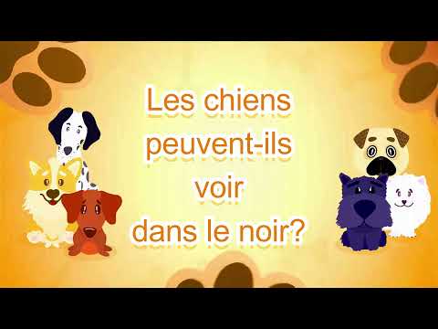 Vidéo: Les chiens peuvent-ils voir dans l'obscurité ?