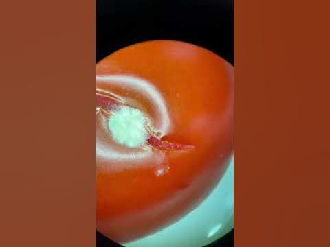 Помидор, часть 1 #биология #еда #food #грибы #наука - YouTube
