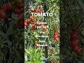 Want to know exactly what your plants need? Here’s your guide for summer☀️#plants #garden #tomato