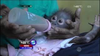 Suasana Haru Mewarnai Proses Penyerahan Bayi Orangutan - NET5