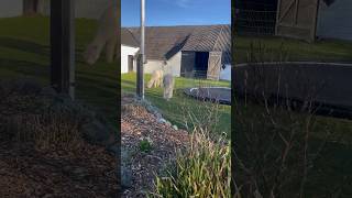 Evening with Alpakas #alpaca #denmark #farmlife #cute