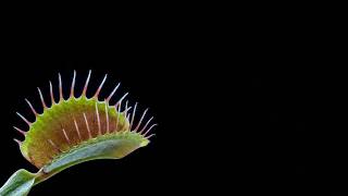 "Perfect Trap in 0.1 Seconds: The Engineering Secrets of the Venus Flytrap"