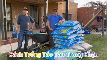 CUỘC SỐNG ÚC l TRỒNG TÁO TÀU TRONG CHẬU BÁN THUỶ CANH NHÀ CHỊ KHANH VÙNG SUNSHINE NORTH