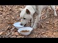 쇠사슬 끌고다니는 떠돌이 진돗개 / 유기견 강아지 구조 / EP1 / Abandoned Dog Rescue