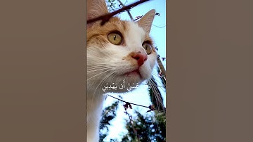 #quranic #اكسبلور #quran #دويتو #تيك_توك #القرآن_الكريم #duet #تلاوة_خاشعة #cow #cat
