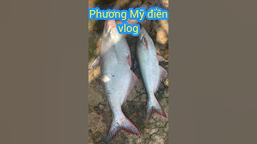 #shorts;bắt cá tra ở miền tây giữa mùa dịch bệnh covid-19