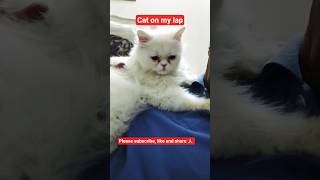 Cat on my lap #relaxing #trending #cat #cuteanimals #kittens #adorably #pets #love #mycat