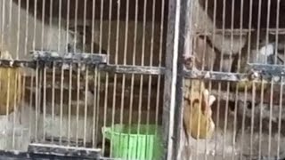 obral segala macam jenis burung dari burung masteran sampai murai batu semua kita cuci gudang