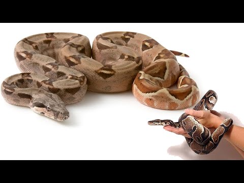 constrictor-snake ASL
