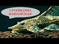 Стурисома Панамская в аквариуме. Содержание, совместимость, разведение, чем кормить.