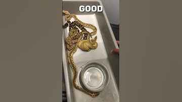 My Most Chaotic Video Ever #shorts