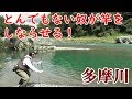 【渓流釣り】９月の多摩川本流にてモンスターと対峙！何だコイツは…!?